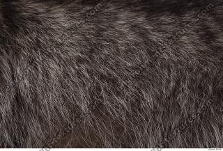 raccoon fur 0002